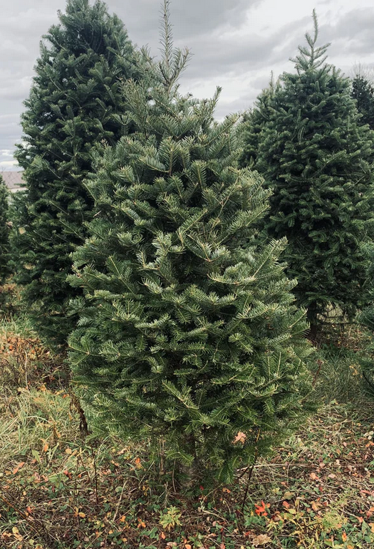3ft xmas balsam fir tree-stoss settlement2