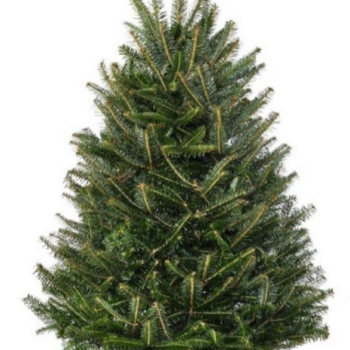 3ft xmas balsam fir tree-stoss settlement