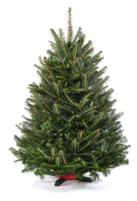 3ft xmas balsam fir tree-stoss settlement
