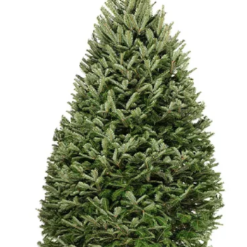 4-Foot Premium Balsam Fir Christmas Tree-stosssettlement