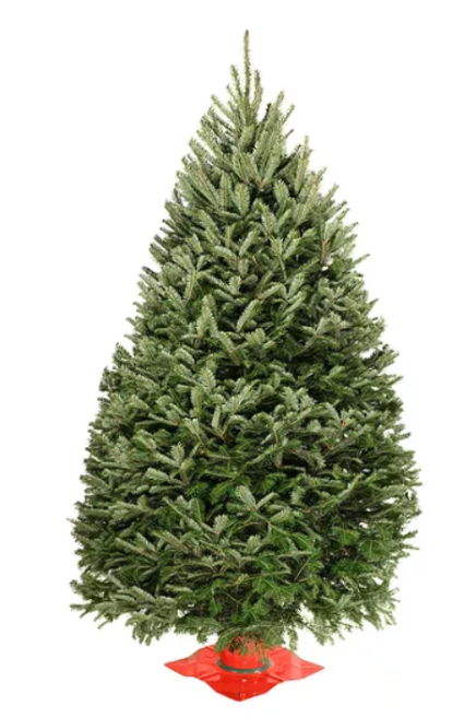 4-Foot Premium Balsam Fir Christmas Tree-stosssettlement